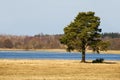 Lone tree by river Royalty Free Stock Photo