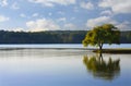 Lone Tree on the River Royalty Free Stock Photo