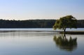 Lone Tree on the River