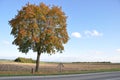 Lone tree at roadsidse