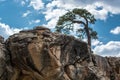 Lone tree on a rock outcropping Royalty Free Stock Photo