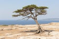 a lone tree on a rocky hill overlooking the ocean Royalty Free Stock Photo