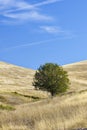 Lone tree on rolling grasslands of National Bison Range Royalty Free Stock Photo