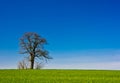 Lone tree rural landscape Royalty Free Stock Photo