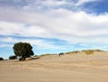 Lone tree in the sand along the Sea of Cortez, El Golfo de Santa Clara, Sonora, Mexico Royalty Free Stock Photo