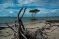 A lone tree in the sea with a beach full of driftwood Royalty Free Stock Photo