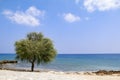 Lone tree beside sea on sunny day with blue sky Royalty Free Stock Photo