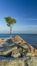 Lone tree seawall panoramic vertical view