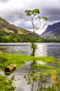 Lone tree on the shore of Buttermere In the English Lake District