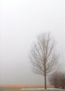 Lone tree shrouded in fog on a winter's day Royalty Free Stock Photo