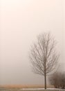 Lone tree shrouded in fog on a winter's day Royalty Free Stock Photo