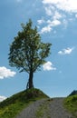 Lone tree on the side of a gravel country lane with blue sky and moutain landscape behind Royalty Free Stock Photo