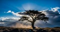 Lone Tree Silhouette Against Dramatic Sun Rays and Clouds Royalty Free Stock Photo