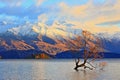 The Lone Tree Famous Lake Wanaka Landmark Royalty Free Stock Photo