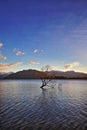 The Lone Tree Famous Lake Wanaka Landmark Royalty Free Stock Photo