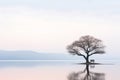 a lone tree sits on the edge of a body of water