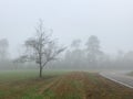 A lone tree sits in the fog in a field alongside a country road in winter Royalty Free Stock Photo