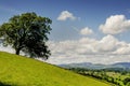 Lone tree on a slope