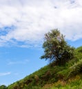 A lone tree on a sloping green field in hills terrain region Royalty Free Stock Photo