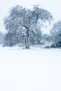 Lone Tree in the snow Royalty Free Stock Photo