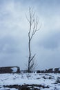 Lone tree on a snow covered beach Royalty Free Stock Photo