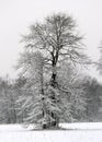 Lone Tree in the Snow Royalty Free Stock Photo