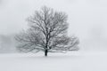 A lone tree in snow Royalty Free Stock Photo