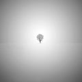Lone tree in the snow Royalty Free Stock Photo