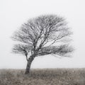 Lone Tree at Malham Tarn in snow storm Royalty Free Stock Photo