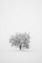 Lone tree in snowing. Winter black and white landscape Royalty Free Stock Photo