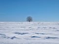 Lone tree on the snowy field with snowdrifts shaped by the wind and blizzard. Cold winter scene with a oak standing single under Royalty Free Stock Photo