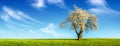 Lone tree with spring blossoms Royalty Free Stock Photo