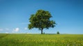 Lone Tree Standing in Green Field Royalty Free Stock Photo