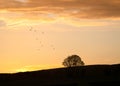 Lone tree standing on hill silhouette with dramatic sky sunset storm above flying birds Royalty Free Stock Photo