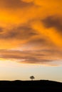 Lone tree standing on hill silhouette with dramatic sky sunset storm above Royalty Free Stock Photo