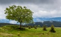 A lonely broad-leaved tree on the hill in Sumava