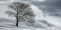 Tree in Snow Blizzard Royalty Free Stock Photo
