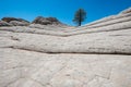 Lone tree standing on top of sandstone hill Royalty Free Stock Photo