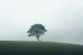 a lone tree stands alone on a hill in the fog Royalty Free Stock Photo