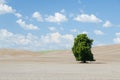 A lone tree stands in an arid ploughed field under passing light clouds Royalty Free Stock Photo