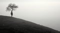 a lone tree stands on the edge of a foggy hill