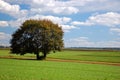 A lone tree in fertile farmland