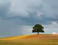 A lone tree stands alone on a grassy hill under a stormy sky Royalty Free Stock Photo