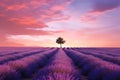 Lone Tree Stands In Mesmerizing Sunset Lavender Field Royalty Free Stock Photo