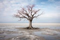 a lone tree stands in the middle of a dry lake Royalty Free Stock Photo