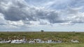 A lone tree stands in the middle of a huge green field. Beautiful nature. Panorama of the vast expanses of Tanzania Royalty Free Stock Photo