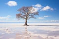 a lone tree stands in the middle of a salt lake Royalty Free Stock Photo