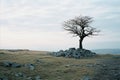 a lone tree stands on top of a rocky hill Royalty Free Stock Photo