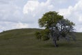 Lone tree struck by lightning Royalty Free Stock Photo