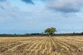 Lone tree in a stubble field Royalty Free Stock Photo